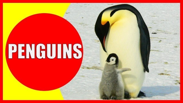 'PENGUINS FOR KIDS - Penguin Facts for Children, Kindergarten and Preschoolers'