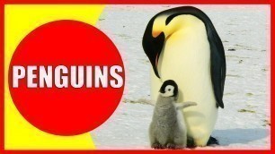 'PENGUINS FOR KIDS - Penguin Facts for Children, Kindergarten and Preschoolers'