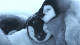 'Baby Penguin’s First Steps | 4K UHD | Dynasties | BBC Earth'