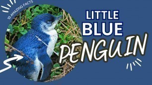 'Top 10 Little Blue Penguin Facts- Penguins 101'