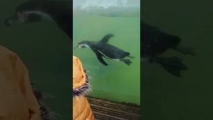 'Penguin Follow Girl’s Hand as It Moves up and Down the Glass'