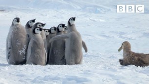 'Penguin chicks rescued by unlikely hero | Spy in the Snow - BBC'