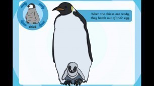 'Life Cycle of a Penguin'