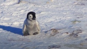 'Baby Penguin Tries To Make Friends | Snow Chick: A Penguin\'s Tale | BBC Earth'