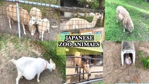 Zoo Animals For Kid’s 