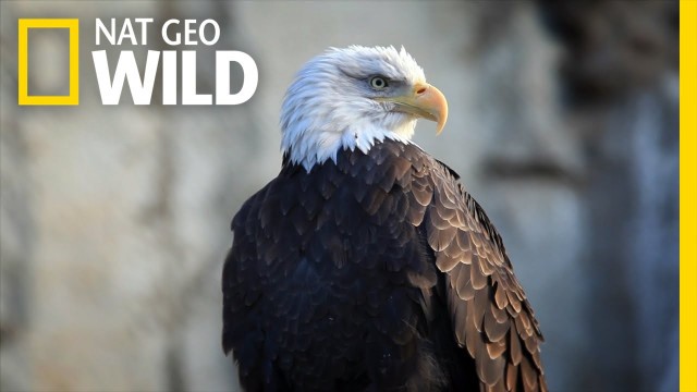 Bald Eagle Feeding Frenzy | United States of Animals