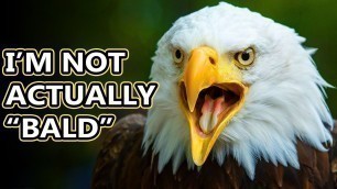 Bald Eagle facts: a Symbol of North America | Animal Fact Files