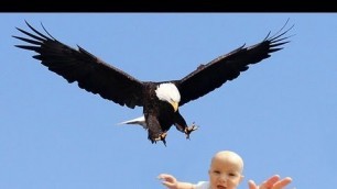 EAGLE SNATCHES KID - Eagle Picks Up Baby, Fake?