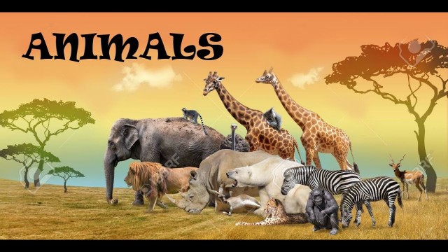 Animals for Kids to learn | Different types of Animals