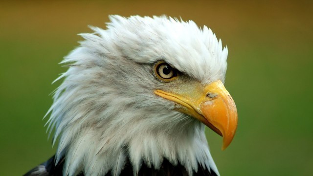 Top 10 FACTS You Didn't Know About Bald Eagles