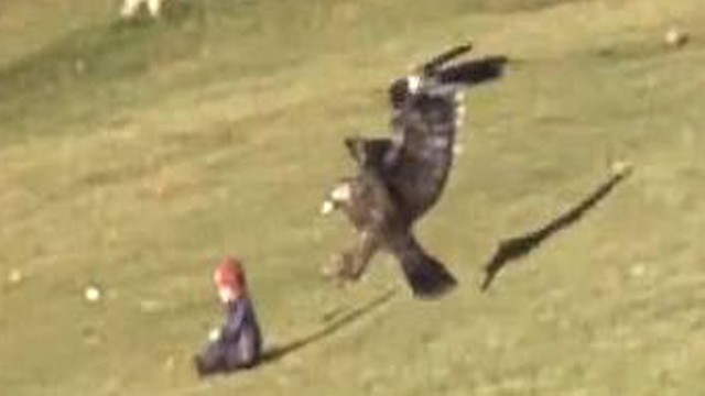 Golden Eagle Snatches Kid