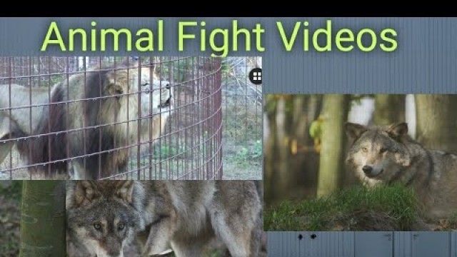 Animals Fight videos,  Animal Fighting videos for kids, Animal videos, Jangal ke khatarnak prani,