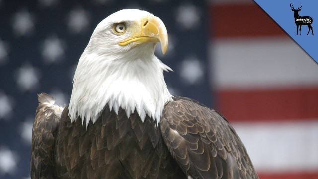 Why Does The Bald Eagle Represent America?