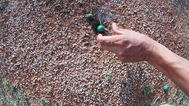 Popping fireworks on an anthill in the backyard with the kids