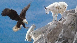 AMAZING EAGLE CATCH BABY MOUNTAIN GOAT IN NORTH AMERICA | Life Of Mountain Goat