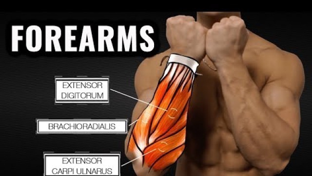 'DUMBBELL HAMMER CURL✔ / For Forearm 