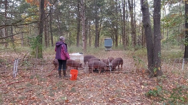 'Daily farm chores with the kids!'