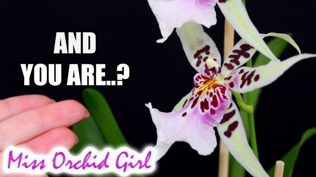 'Unknown Orchid beauty - When tags are wrong'