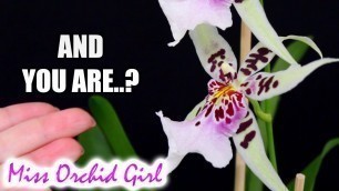 'Unknown Orchid beauty - When tags are wrong'