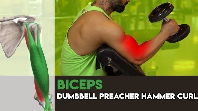 'Dumbbell Preacher Hammer Curl ( Scott Hammer )'