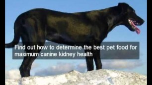 'Natural diets for dogs with kidney disease | natural dog food diets for dogs with kidney disease'