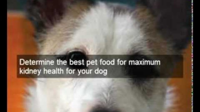 'Learn kidney failure in dogs stages | How cheap dog food affects the kidney failure in dogs stages'