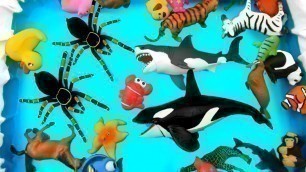 'Learn Colors For Kids With Animals in Blue Swimming Pool'