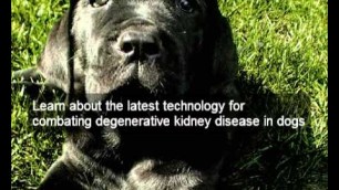 'Scientific dog kidney disease diet | holistic | organic | natural dog food dog kidney disease diet'