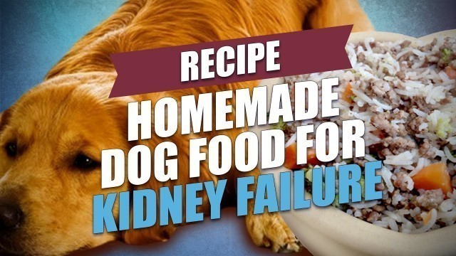 'Homemade Dog Food for Kidney Failure Recipe (Healthy and Cheap)'