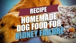 'Homemade Dog Food for Kidney Failure Recipe (Healthy and Cheap)'