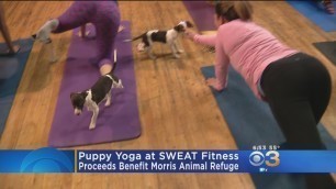 'Sweat Fitness Hosts Puppy Yoga To Benefit Morris Animal Refuge'