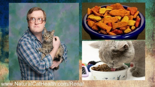 'Best Food For Cats With Kidney Disease'