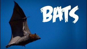 'All About Bats for Kids: Animal Videos for Children - FreeSchool'
