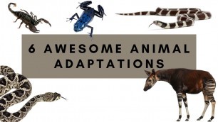 'SIX AWESOME ANIMAL ADAPTATIONS - Mammals, Reptiles, and Arachnids! - VIDEOS FOR KIDS!'