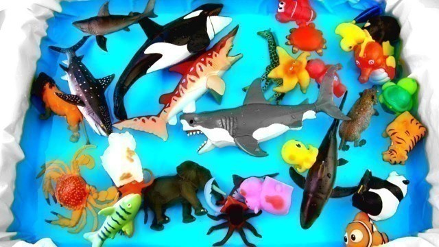 'Sea Creatures For Kids Learn Colors Shark Dolphin Beach Toy Videos For Kids'