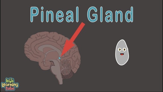 'The Pineal Gland and Endocrine System'