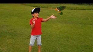'Free Flight Training || Caique Parrot || Playing with Kids || Funny Videos || White Bellied Parrot'