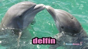 'Learn Spanish for Kids Sea Animals in Spanish Learn Dolphin Shark Whale GoosieGoosie Spanish/Español'