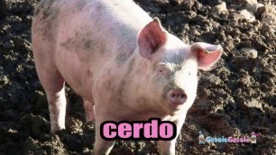 'Learn Spanish for Kids Farm Animals in Spanish Learn Turkey Pig Cow GoosieGoosie Spanish/Español'
