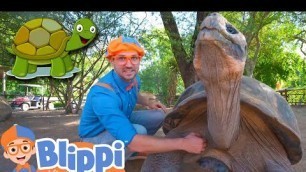 'Blippi Visits a Zoo And Learns About Animals! | Educational Videos for Kids'