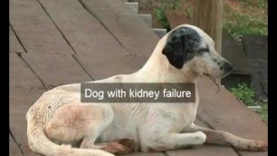 'How to treat dog with kidney failure | boost dog health |dog nutrition helps dog with kidney failure'