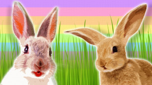 'EASTER - Bunnies for Kids - Rabbits and Hares - Animals for Kids - Rabbit Facts'