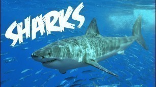 'All About Sharks for Children: Animal Videos for Kids - FreeSchool'