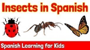 'Insects in Spanish | Spanish Learning for Kids'