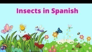 'Insect Names in Spanish. Learning Spanish for Kids.'