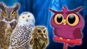 'Owls for Kids |  Animals for Kids | Educational Videos for Kids'